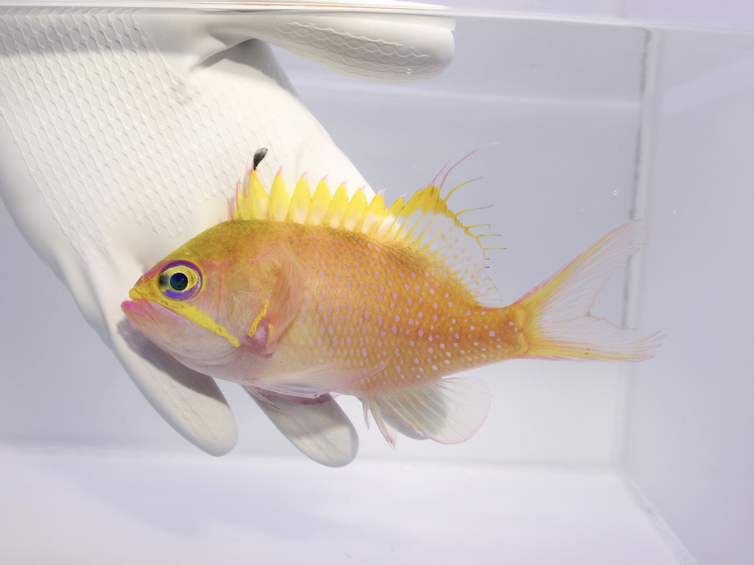 The Deepwater Spotted Anthias
