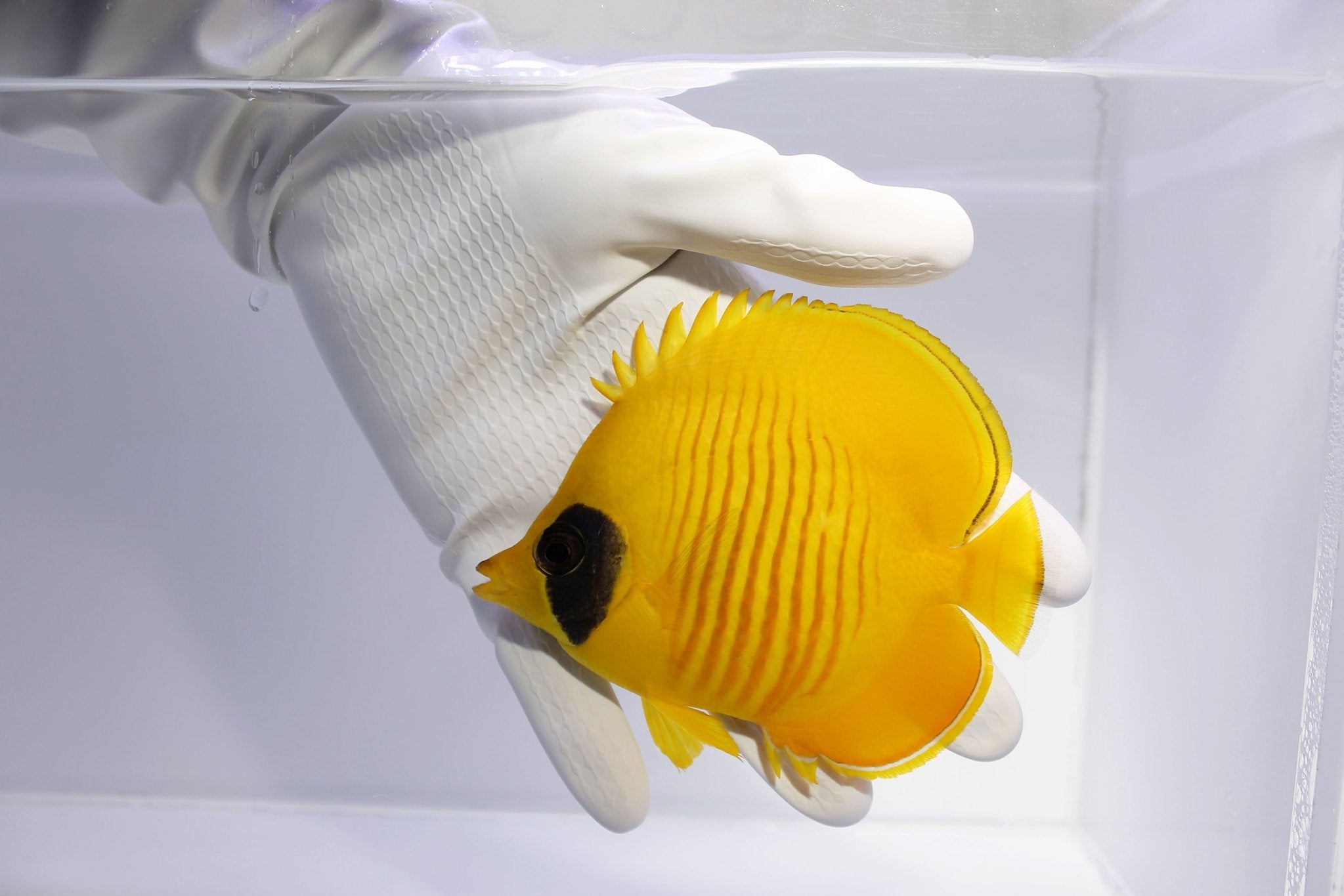 Saltwater Fish for sale