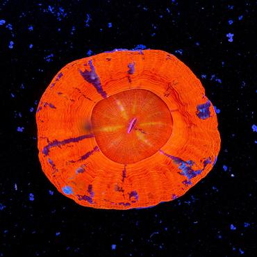 Corals