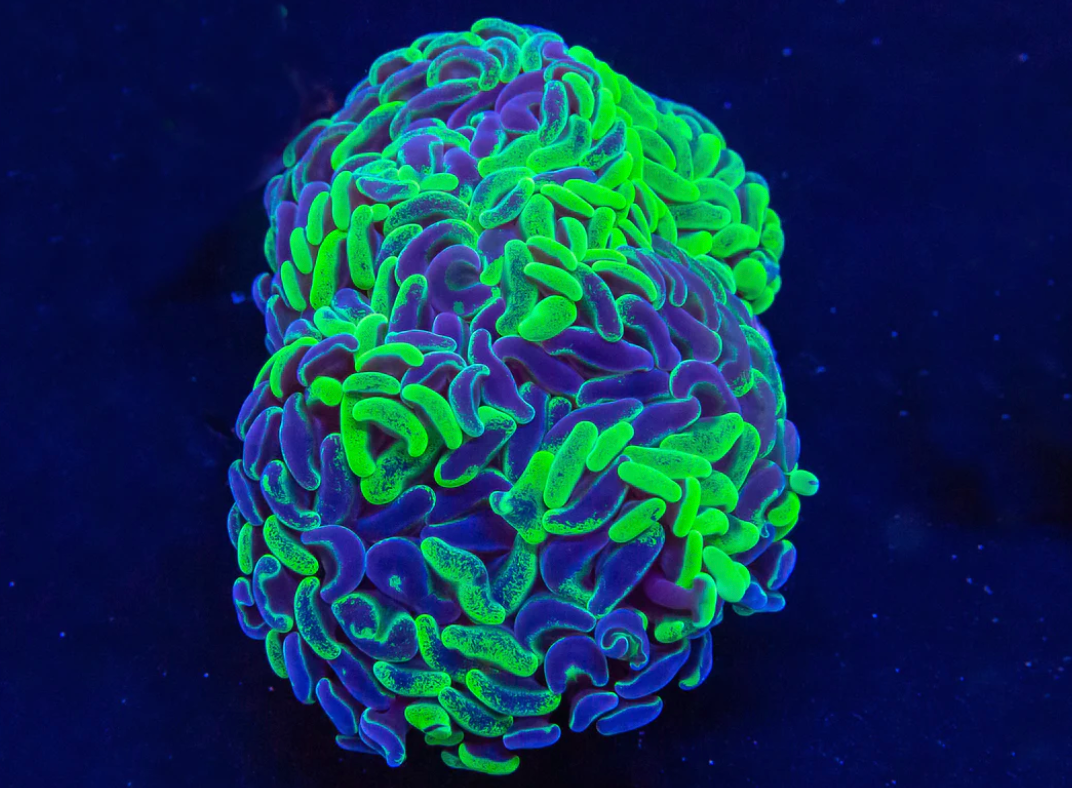 TSM Aquatics Corals