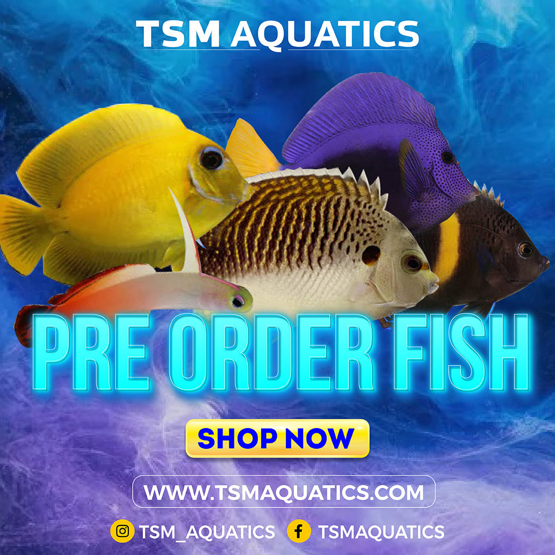Quarantined Saltwater Fish & Coral for Sale | TSM Aquatics