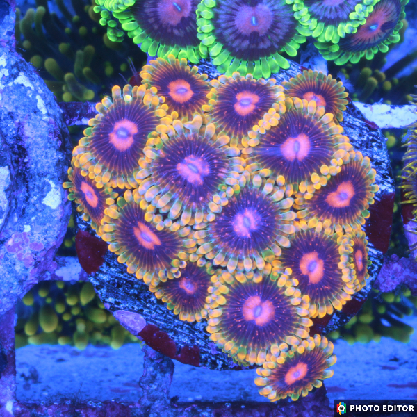 Designer Zoas