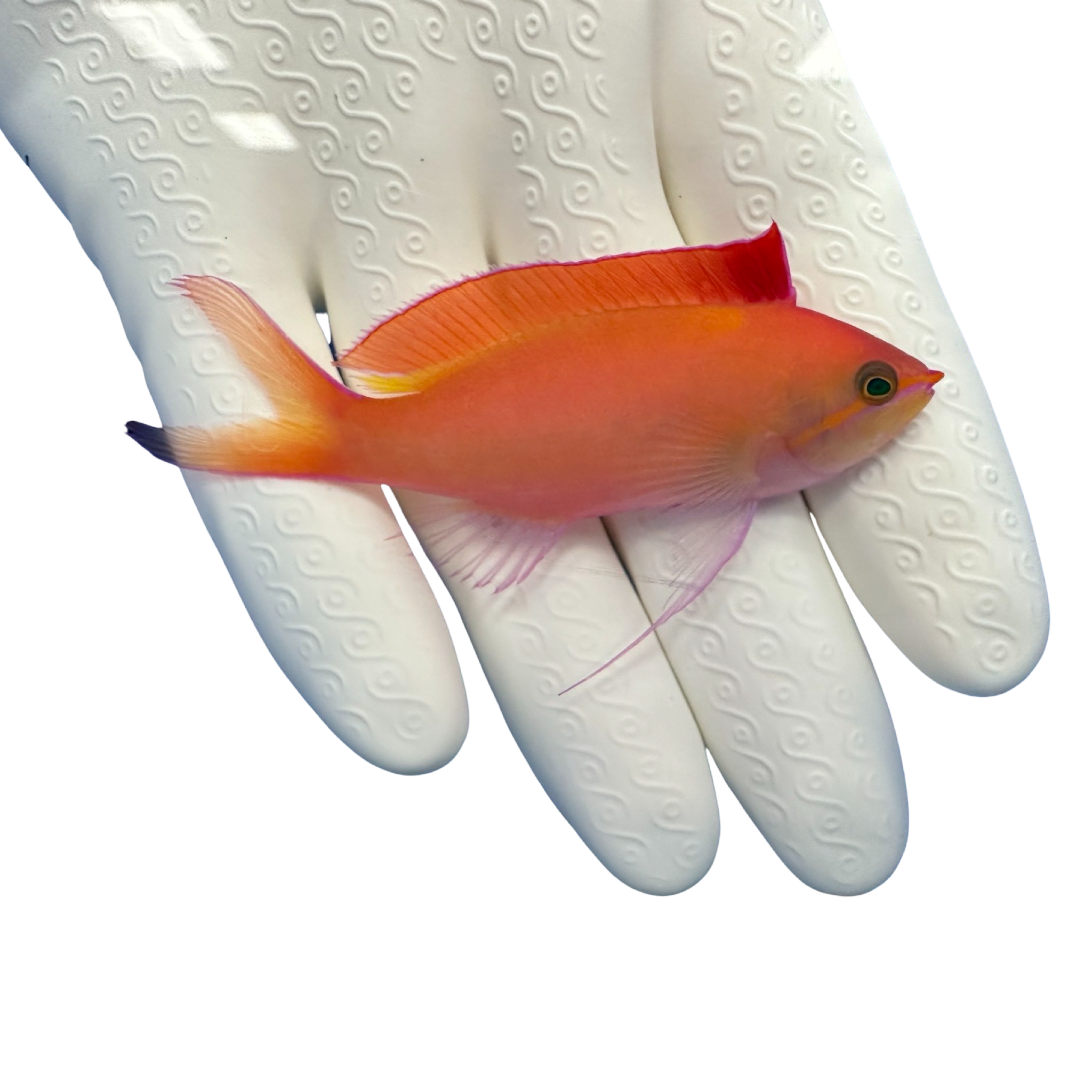 Dispar Anthias (Pseudanthias Dispar)2/3(pre-order)