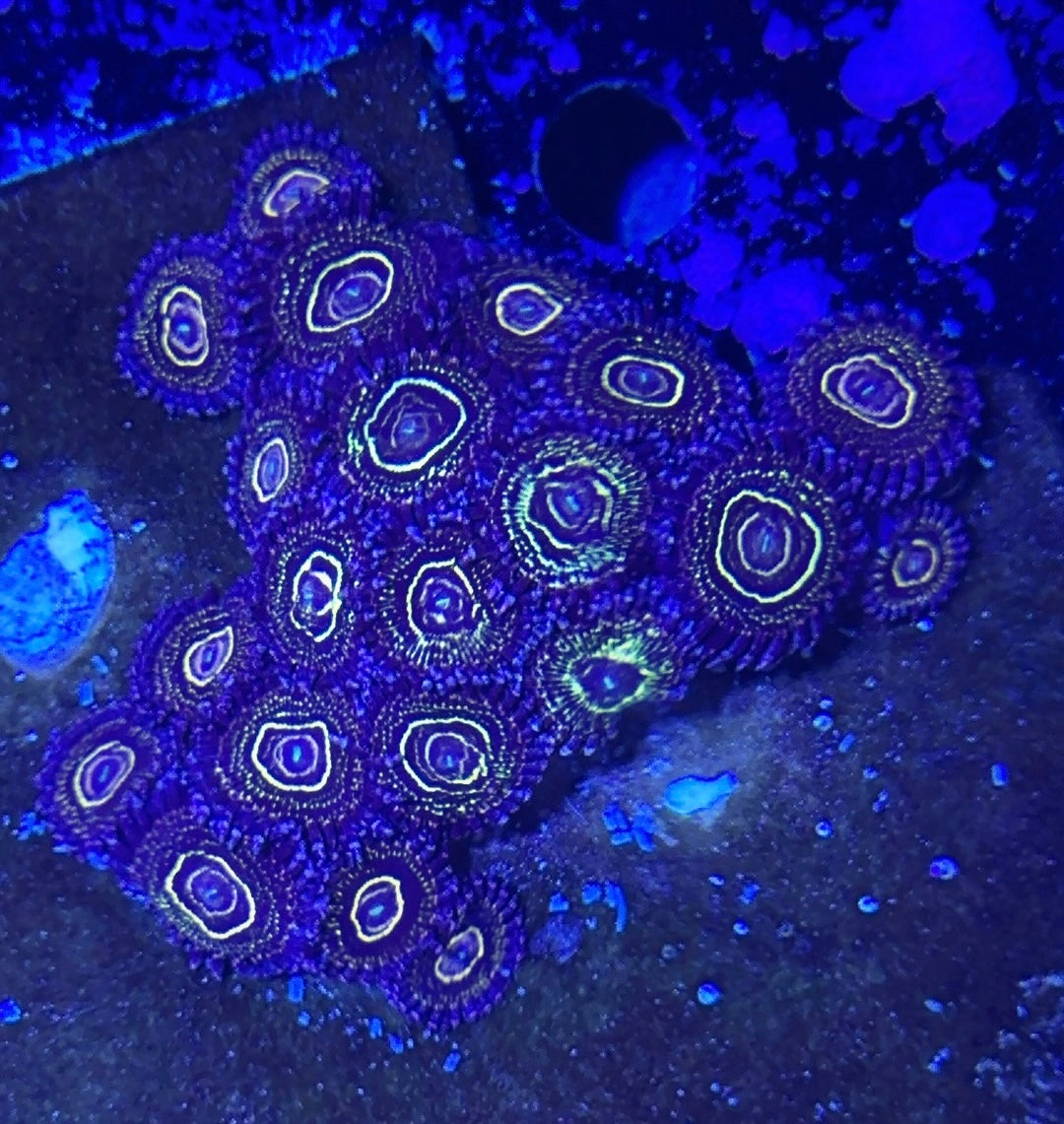 Stratosphere Designer Zoanthid single polyp vibrant pattern
Rare Stratosphere Designer Zoa glowing colored center polyp
Designer Stratosphere Zoanthid close up coral soft polyp
Stratosphere Zoa vivid colored palys soft coral display
High end Stratosphere Designer Zoanthid for reef aquascape