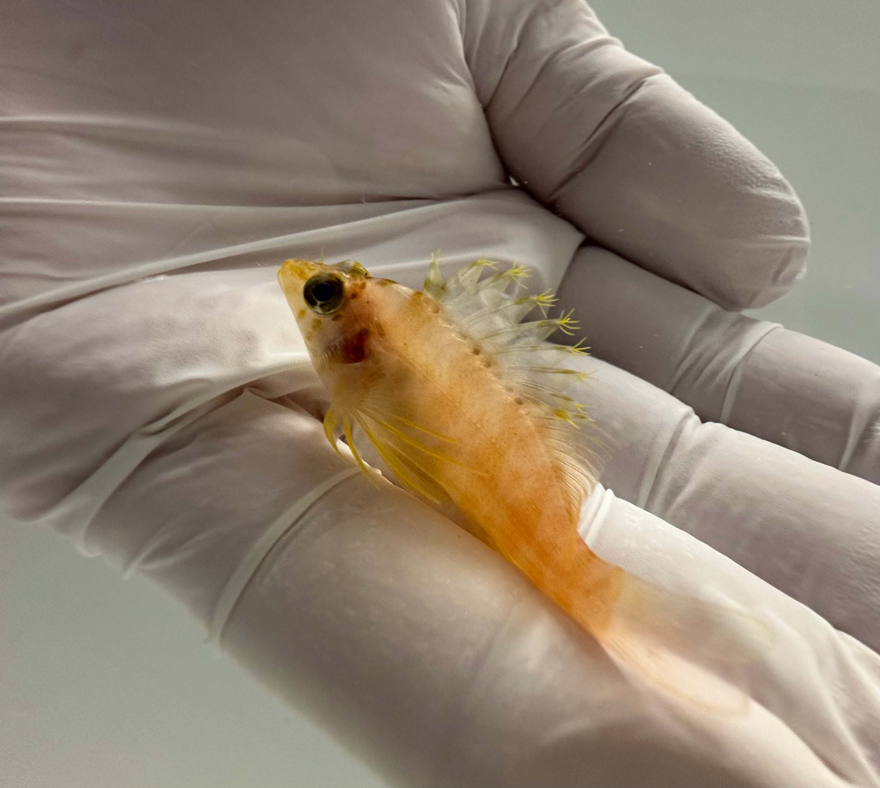 True Golden Hawkfish Cirrhitichthys aureus pre-order