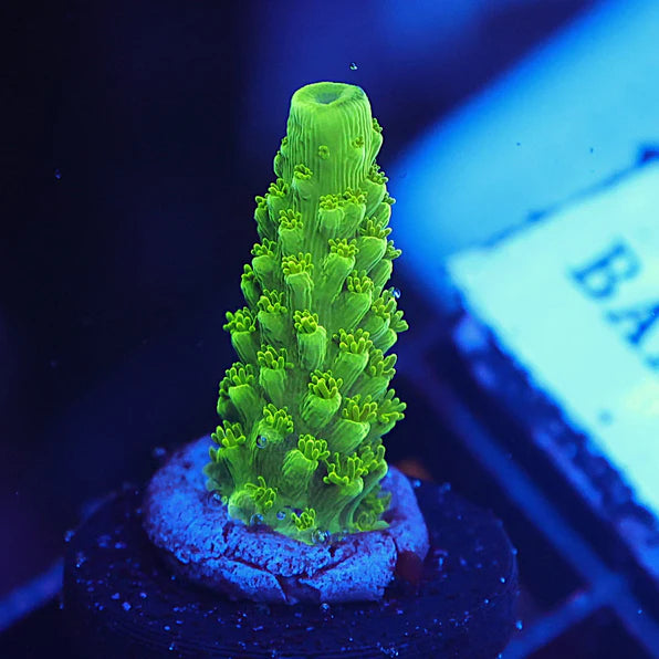 Green Slimer Acro 1/2"