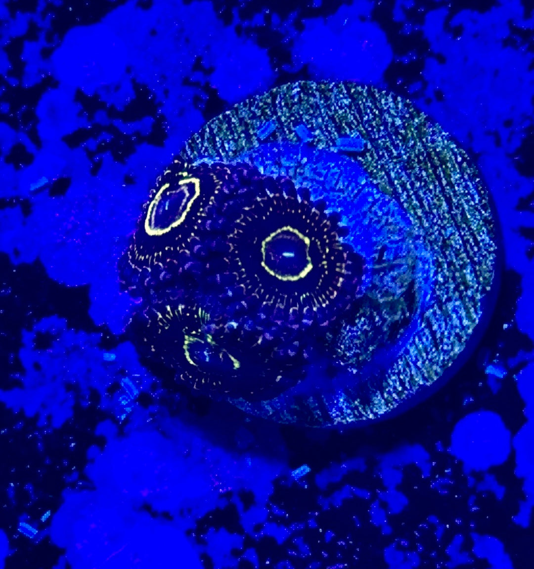 Stratosphere Designer Zoanthid single polyp vibrant pattern
Rare Stratosphere Designer Zoa glowing colored center polyp
Designer Stratosphere Zoanthid close up coral soft polyp
Stratosphere Zoa vivid colored palys soft coral display
High end Stratosphere Designer Zoanthid for reef aquascape