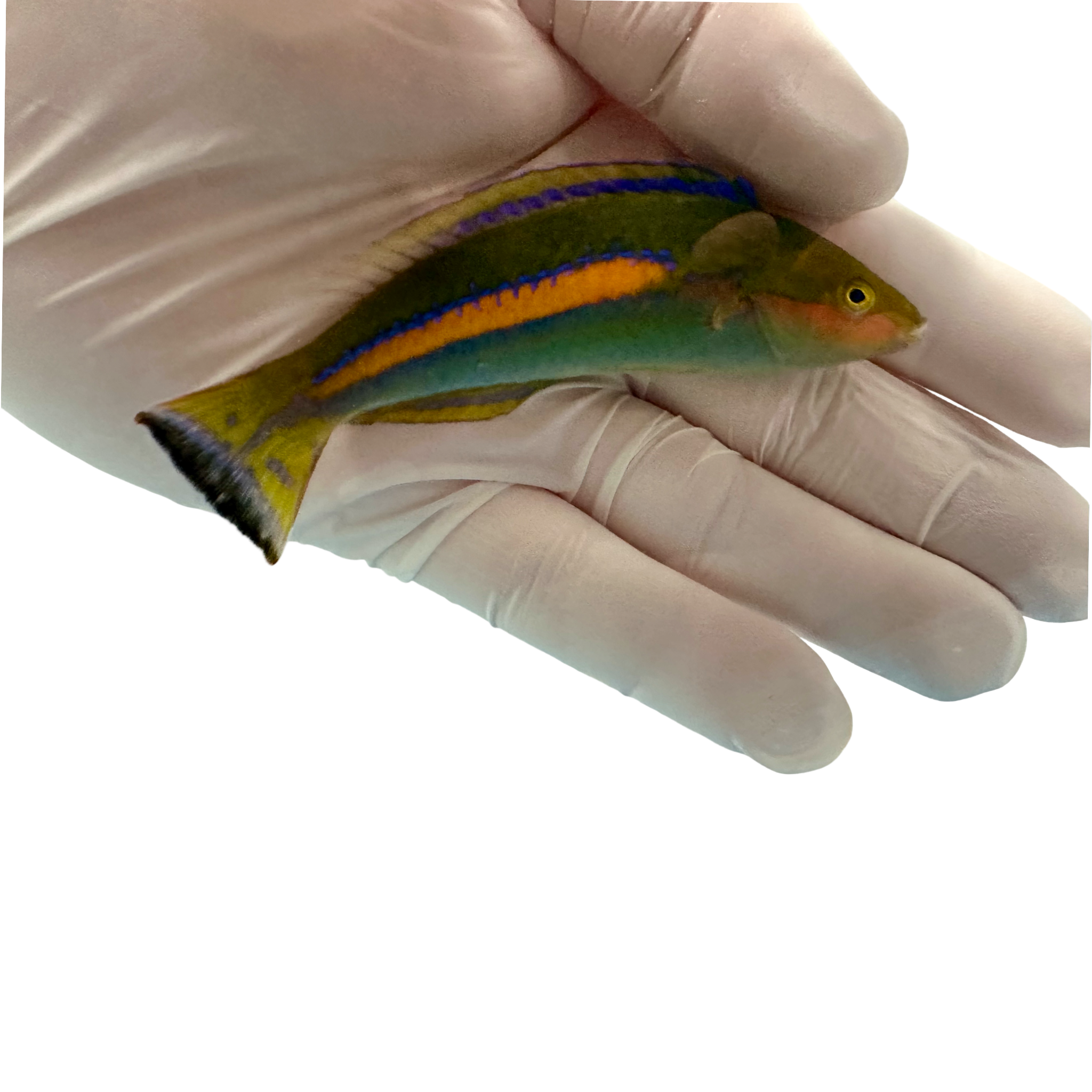 African Pencil Wrasse(Pseudojuloides Polackorum) 1/20(Pre-order)