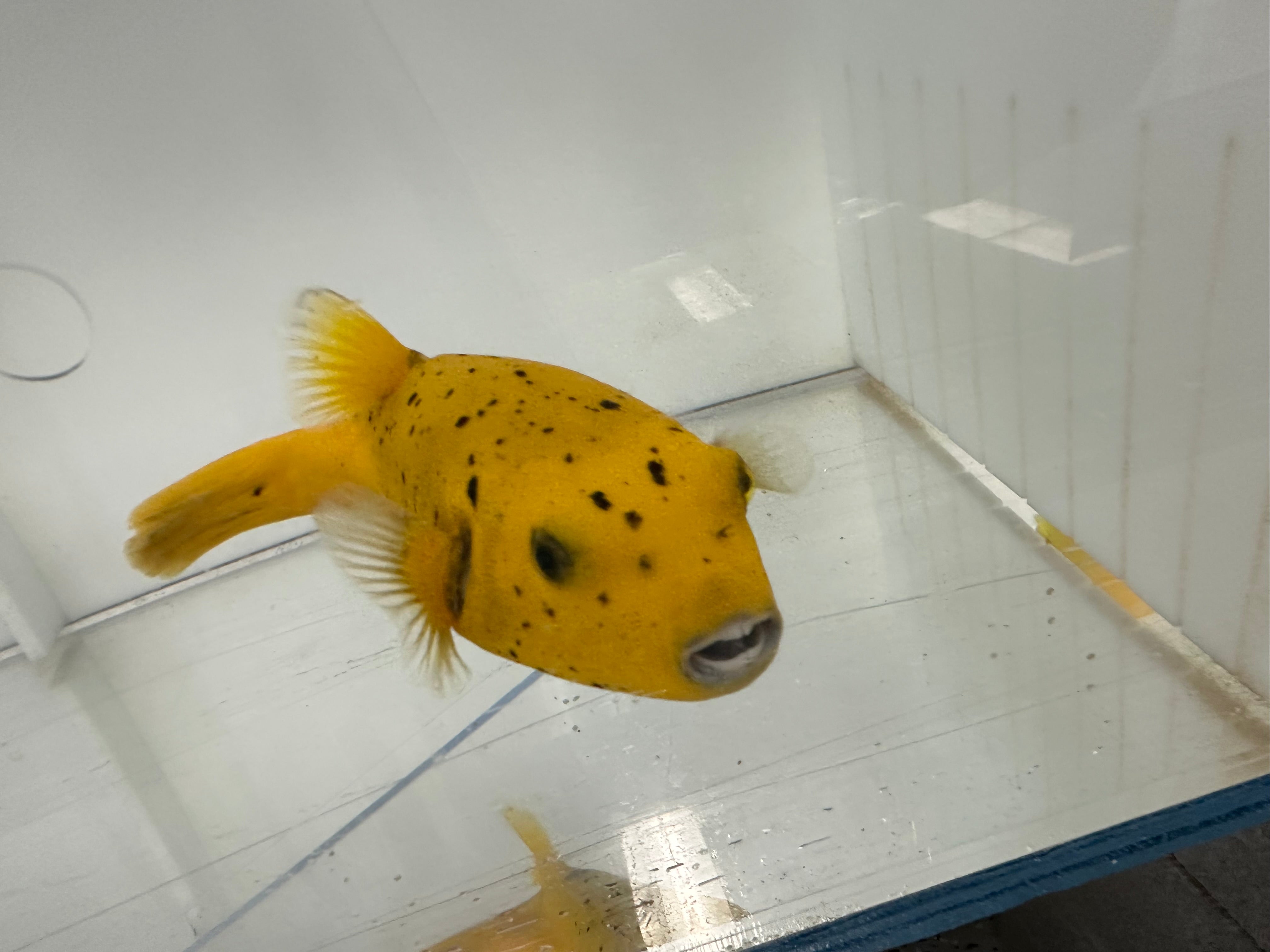 African Golden Pufferfish (Arothron meleagris)