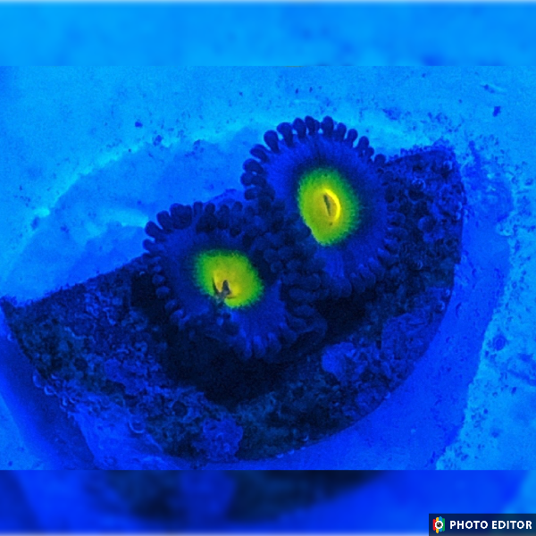 AOI Zoanthid coral frag electric blue rim yellow center
Designer AOI zoa frag bright yellow center vivid blue outer ring
AOI zoanthid polyp close up color detail
AOI zoanthid mid level placement vivid pattern
Electric blue and yellow AOI coral for reef aquariums