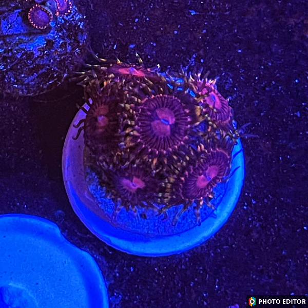 Aphrodite 2 Polyps