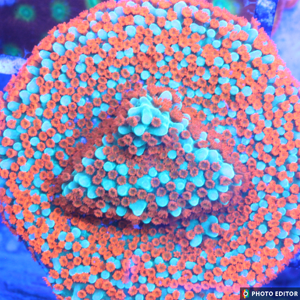 Aquaman Montipora