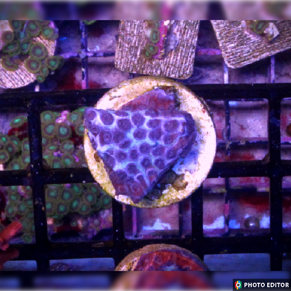 Arctic Ice Cyphastrea