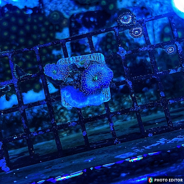 Blue Interstellar Mushroom - Nickle Size