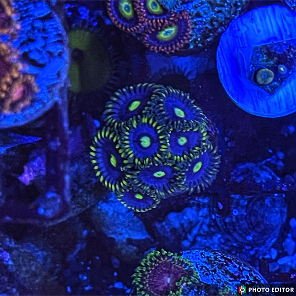 Blue McCaw 4 Polyps