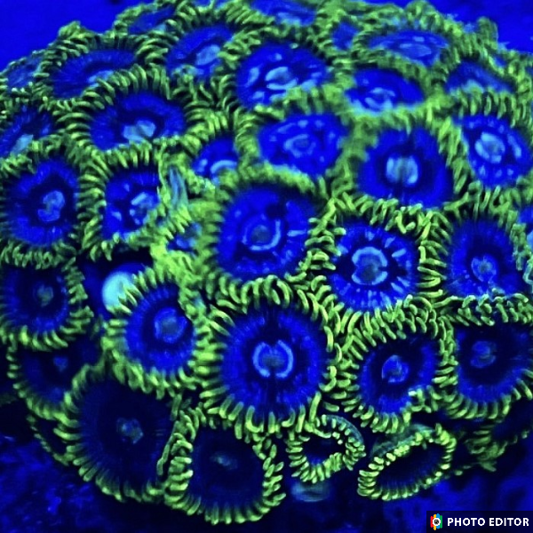 Blueberry Pie 5 Polyps