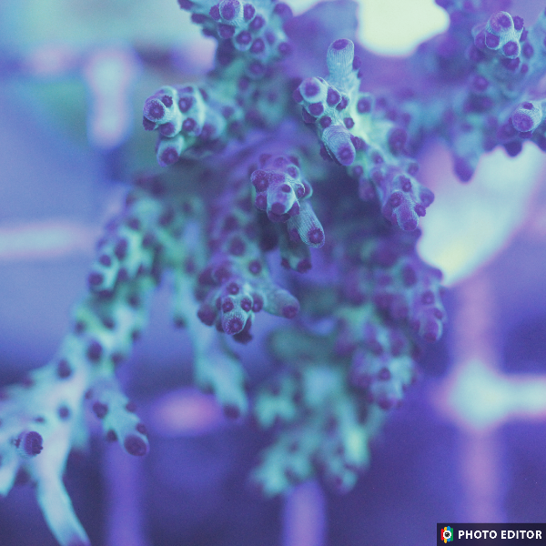 Blueberry Yum Yum