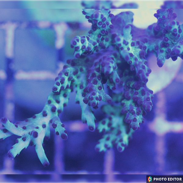 Blueberry Yum Yum
