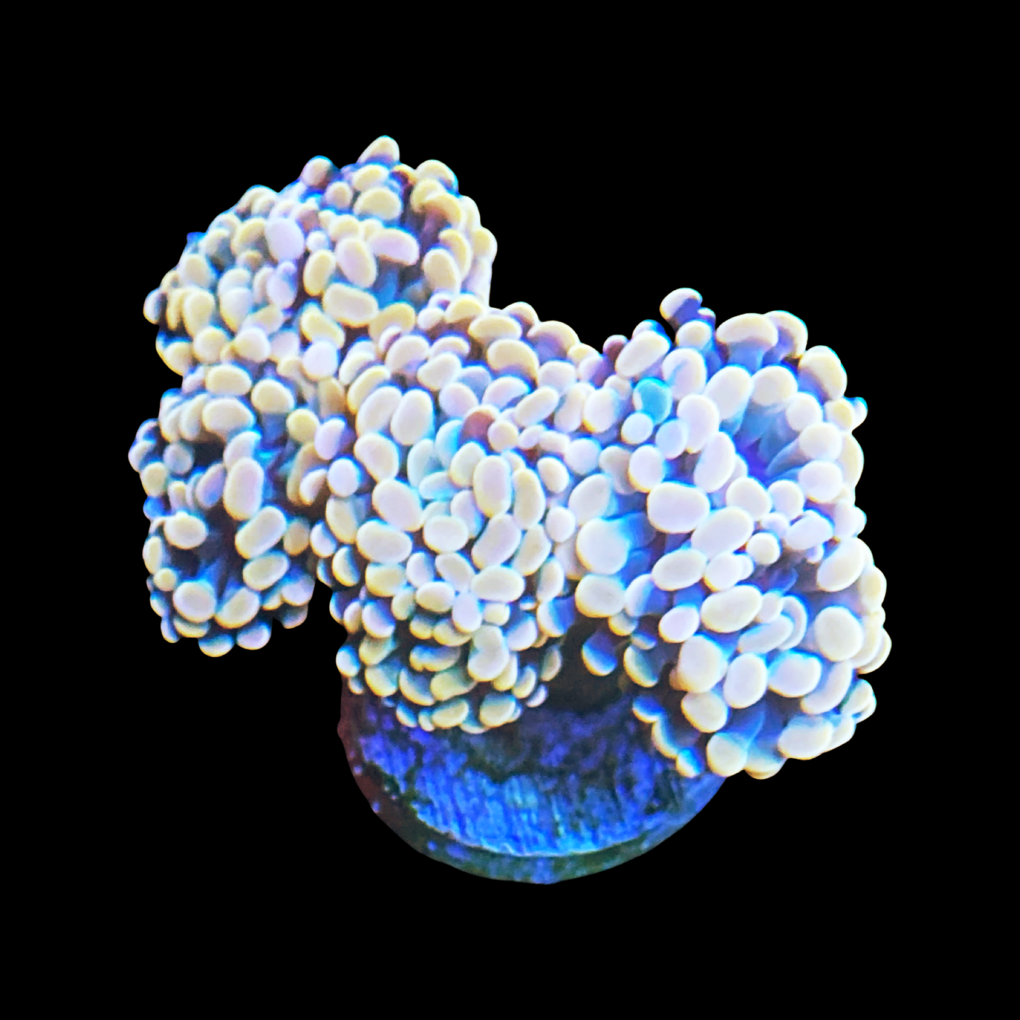 Yellow Gold Branching Hammer Coral with golden tips
Euphyllia paraancora branching hammer coral close-up
Aquacultured gold branching hammer in reef tank
Compact yellow hammer coral swaying in current
Vibrant yellow hammer coral centerpiece in aquarium
