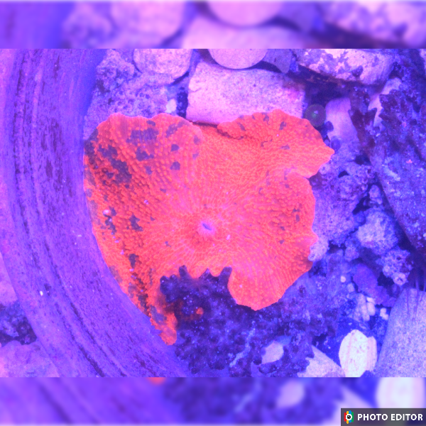 Candy Crush Mushroom Quarter Size