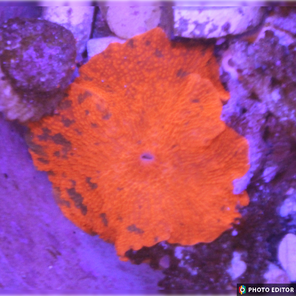 Candy Crush Mushroom Quarter Size