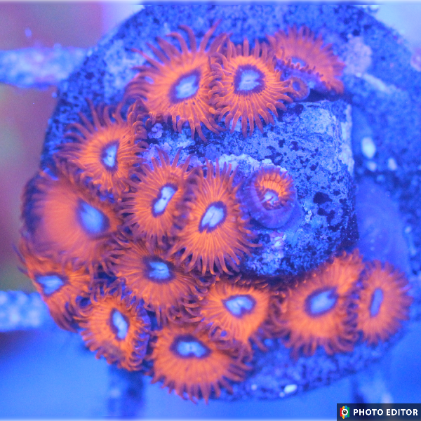 Eyegasm Charmander Designer Zoanthid single polyp bright orange red outer ring
Charmander Zoanthid coral polyp glowing yellow center designer strain
Eyegasm Zoanthid frag vibrant color pattern coral
Rare designer Charmander Zoa coral polyp close-up
Eyegasm Charmander designer zoanthid coral for reef aquarium