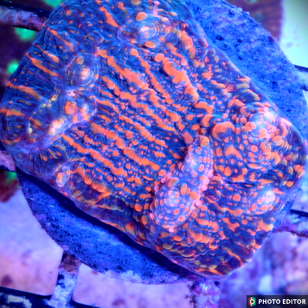 Shark Bite / Cherry Garcia Chalice