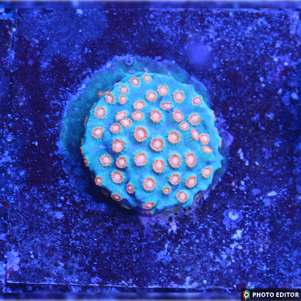 Meteor Shower Cyphastrea coral frag with red polyps
Encrusting Cyphastrea LPS coral on frag plug
Aquacultured Meteor Shower coral frag in reef tank
Vibrant blue and red Cyphastrea coral from TSM Aquatics