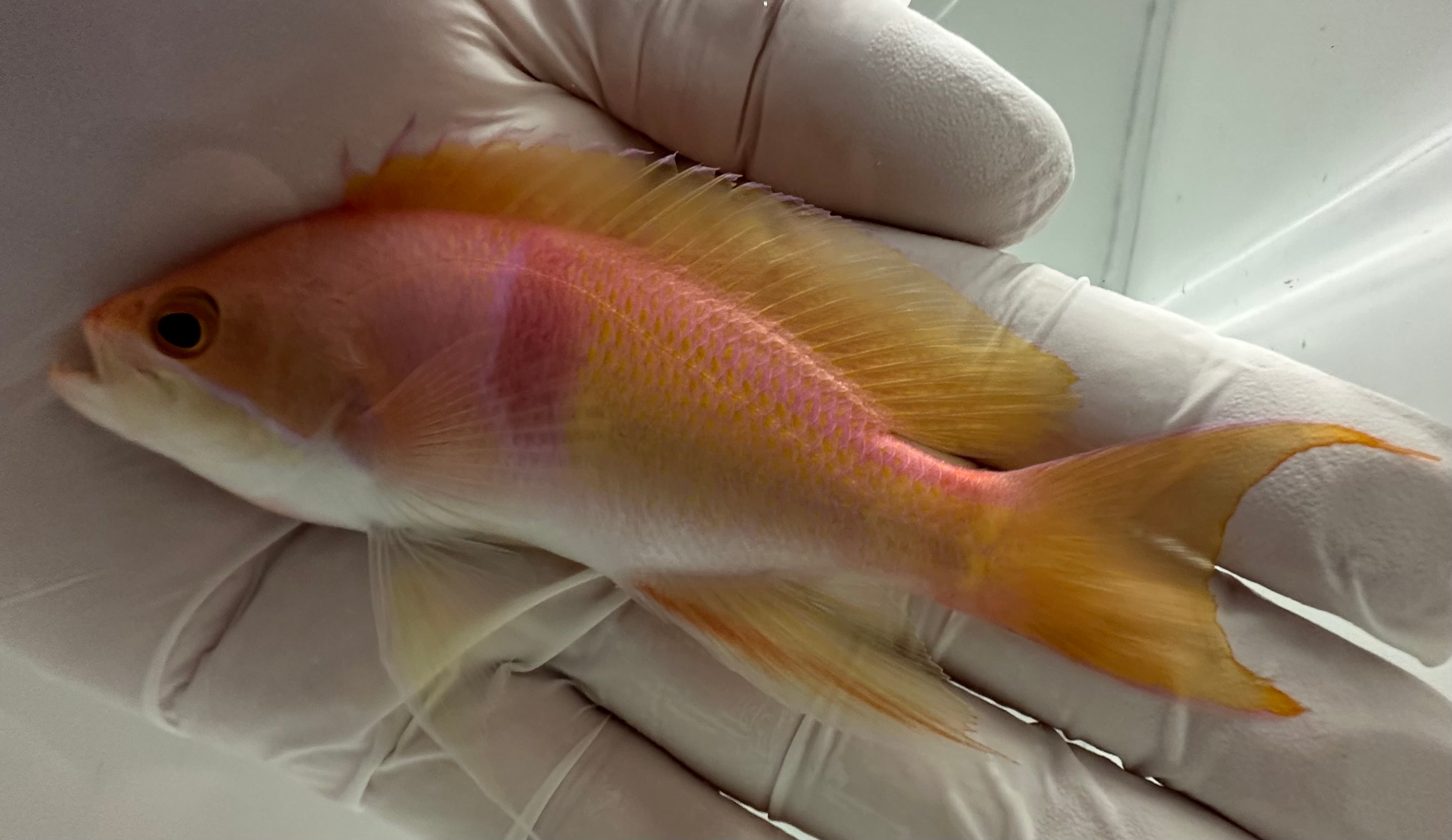 Tricolor Anthias (Pseudanthias rubrizonatus), also known as Red Striped Anthias or Ruby Anthias, displaying pink-orange body and red stripe in reef tank anthias for sale