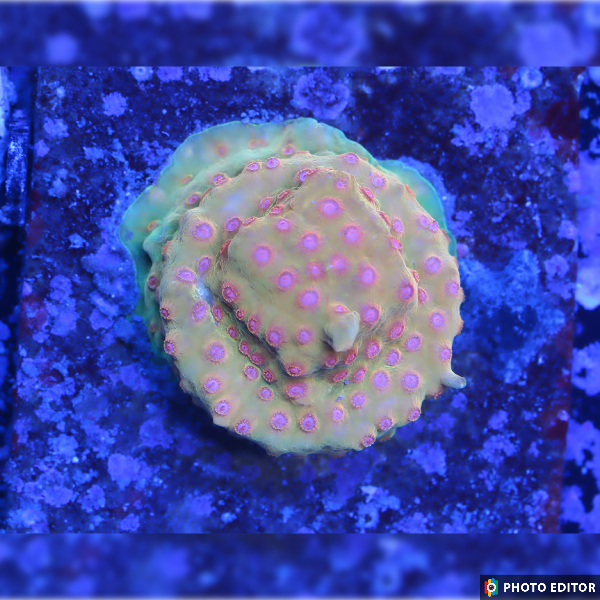 Defcon Cyphastrea