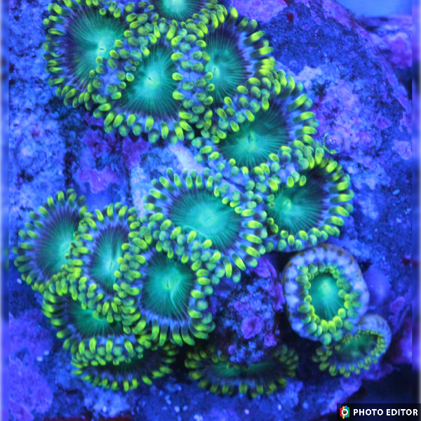 Dragon Eyes 4 Polyps