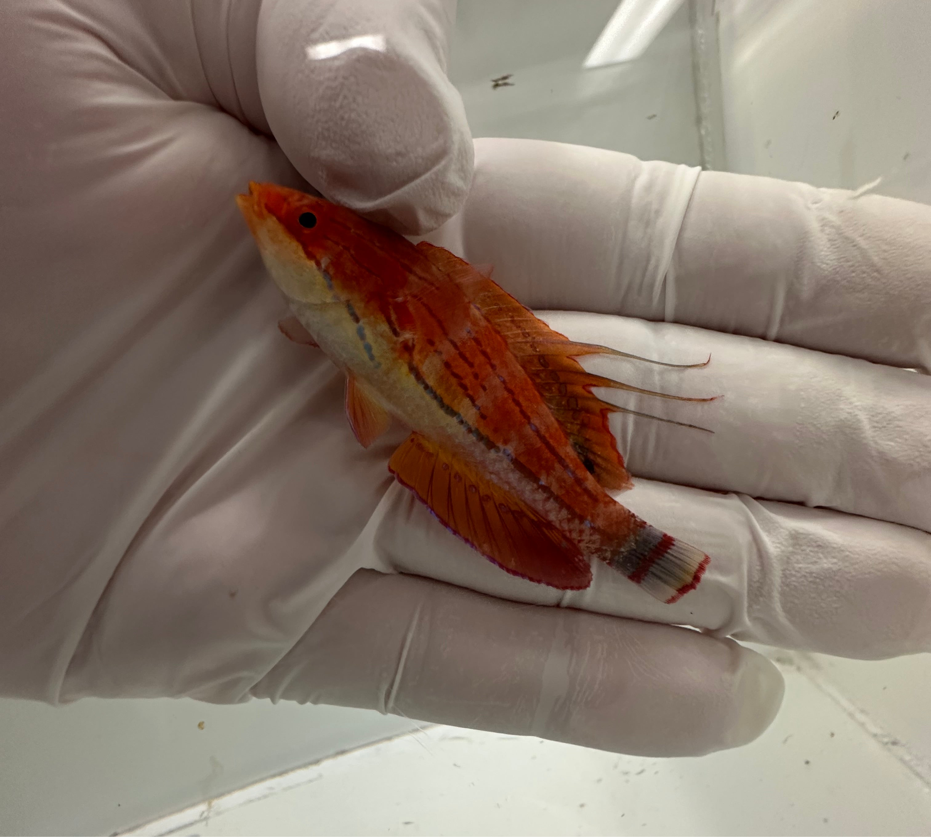 Carpenters Flasher Wrasse (Paracheilinus carpenteri) swimming in reef aquarium
Quarantined Carpenters Flasher Wrasse for sale from TSM Aquatics
Reef-safe flasher wrasse flashing fins during courtship
Bright red and blue Carpenter’s Flasher Wrasse in saltwater display tank