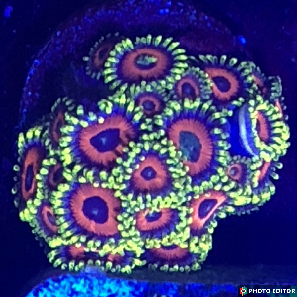 Eagle Eyes 4 Polyps