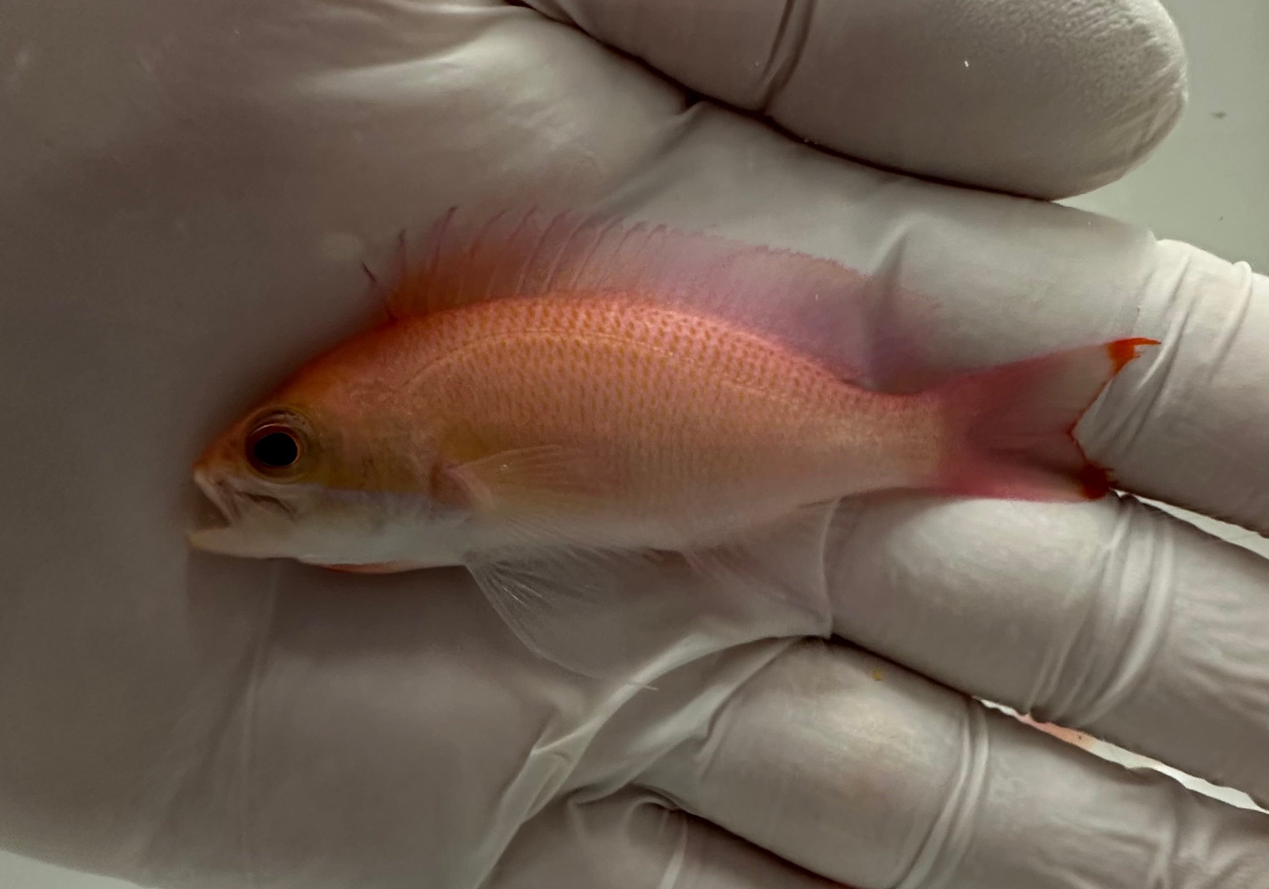 Tricolor Anthias (Pseudanthias rubrizonatus), also known as Red Striped Anthias or Ruby Anthias, displaying pink-orange body and red stripe in reef tank