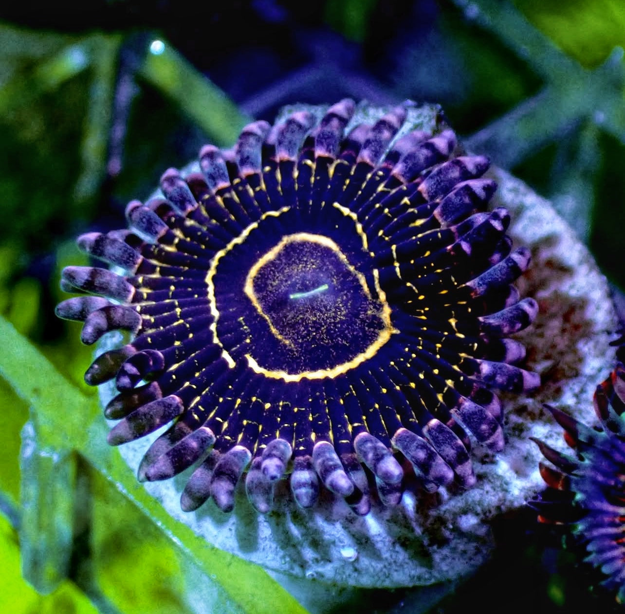 Stratosphere 1 Polyp