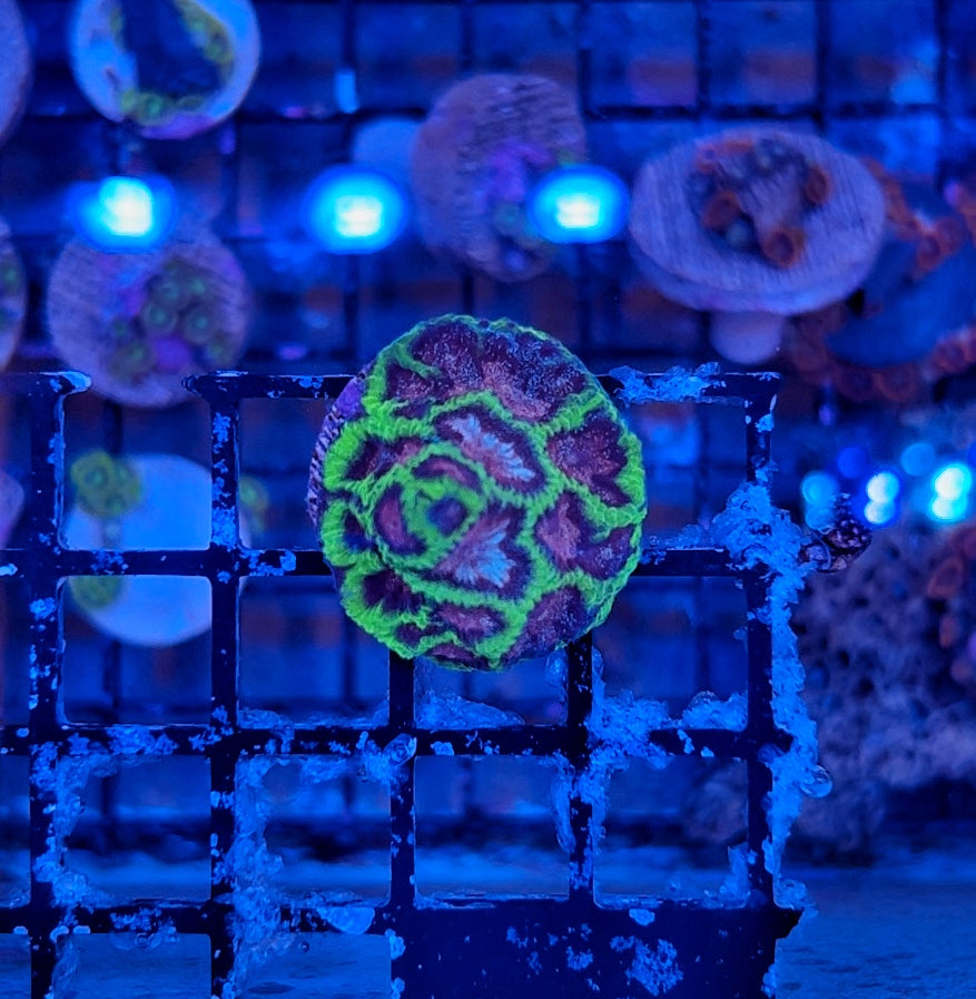 Bejeweled Favia