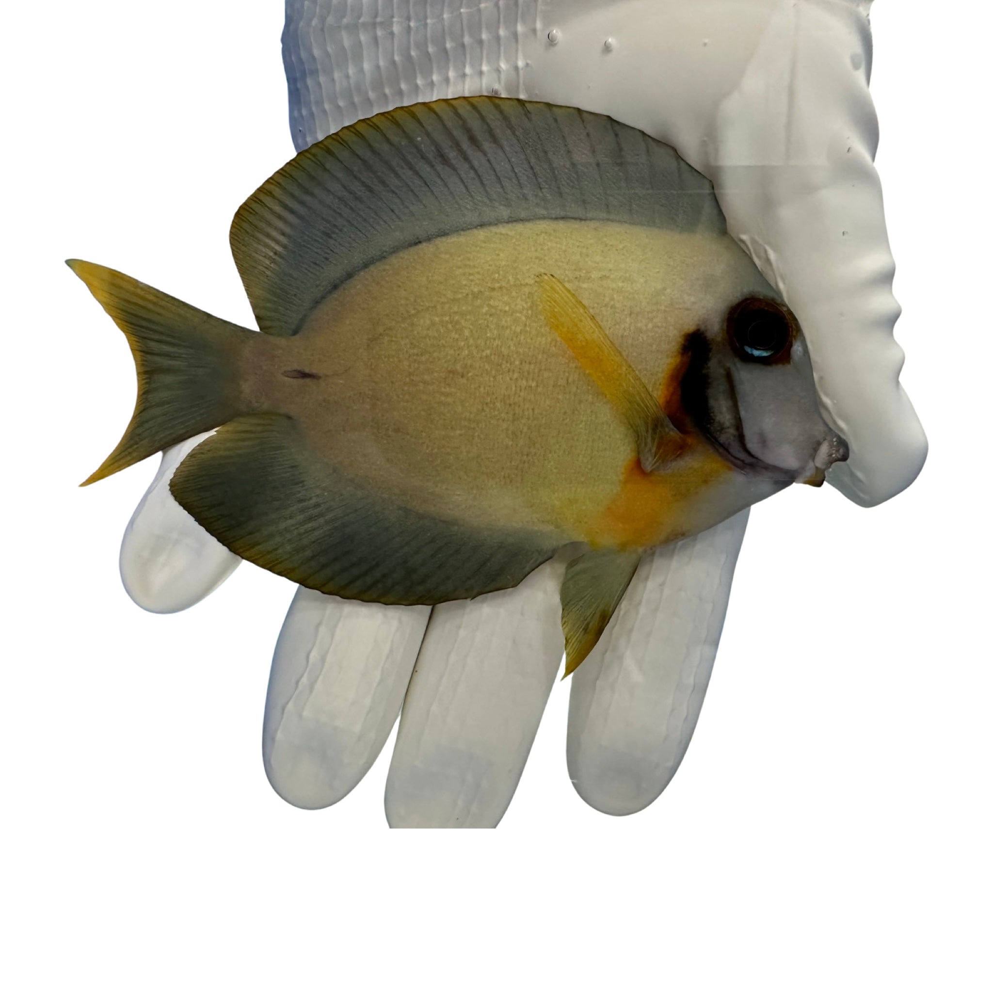 Chocolate Mimic Tang Acanthurus pyroferus grazing algae in saltwater aquarium
Quarantined Chocolate Mimic Tang for sale from TSM Aquatics
Reef-safe herbivore tang with chocolate adult coloration
Healthy juvenile chocolate mimic tang in reef tank
