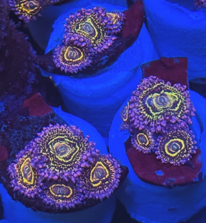 Stratosphere Designer Zoanthid single polyp vibrant pattern
Rare Stratosphere Designer Zoa glowing colored center polyp
Designer Stratosphere Zoanthid close up coral soft polyp
Stratosphere Zoa vivid colored palys soft coral display
High end Stratosphere Designer Zoanthid for reef aquascape