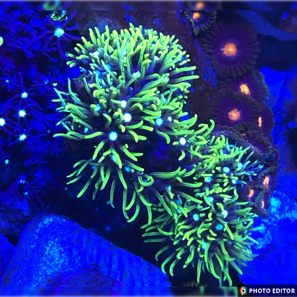 Green Star Polyps