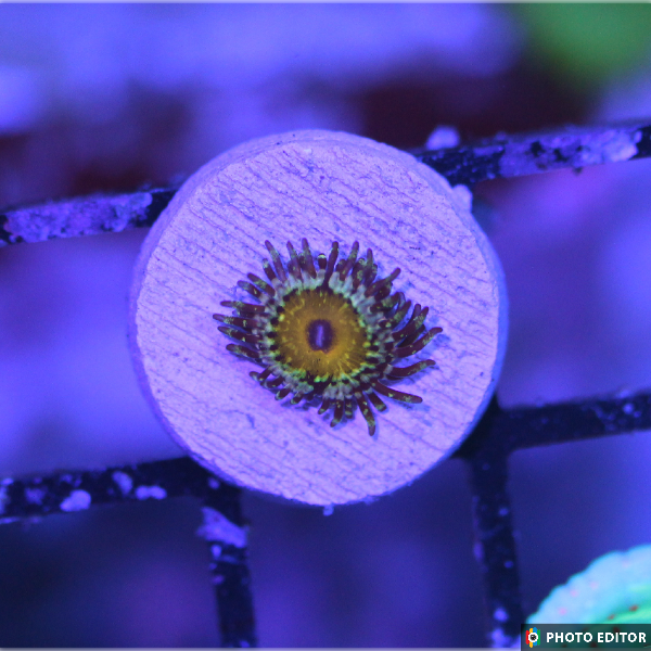 God Beast Designer Zoanthid single polyp glowing neon patterns
Rare God Beast Designer Zoa with fluorescent yellow center
Designer God Beast Zoanthid close-up single polyp
High-end collector God Beast Designer Zoa in aquarium
God Beast Designer zoanthid soft coral vivid color polyp