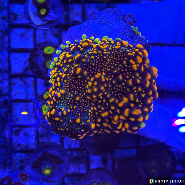 Godzilla Bounce Yuma Mushroom Coral Ricordea yuma with glowing green and orange bounce nodules
Designer Godzilla Yuma Mushroom coral close-up on frag plug
Rare Godzilla Yuma bounce mushroom soft coral with vibrant hues
WYSIWYG Godzilla Yuma Ricordea mushroom coral in aquarium
High-end Godzilla Yuma Bounce Ricordea soft coral frag
