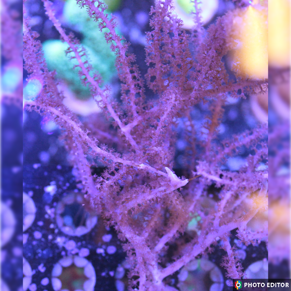 Gorgonia 4"