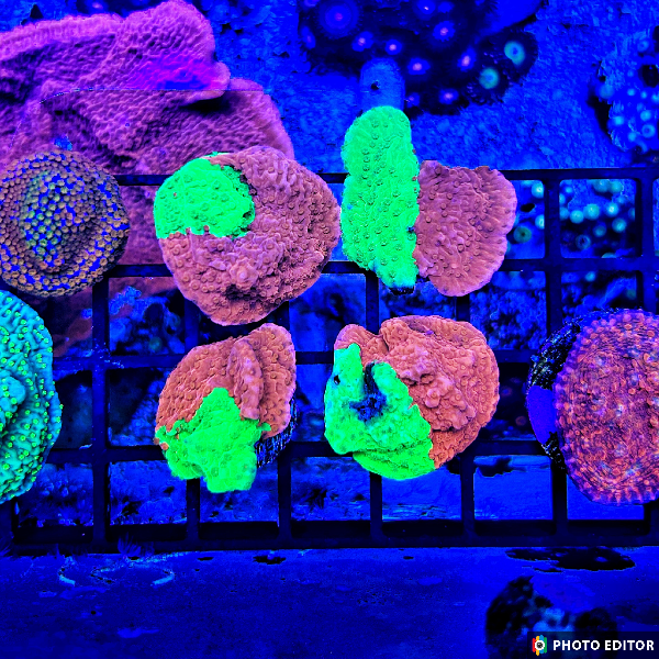 Grafted Montipora