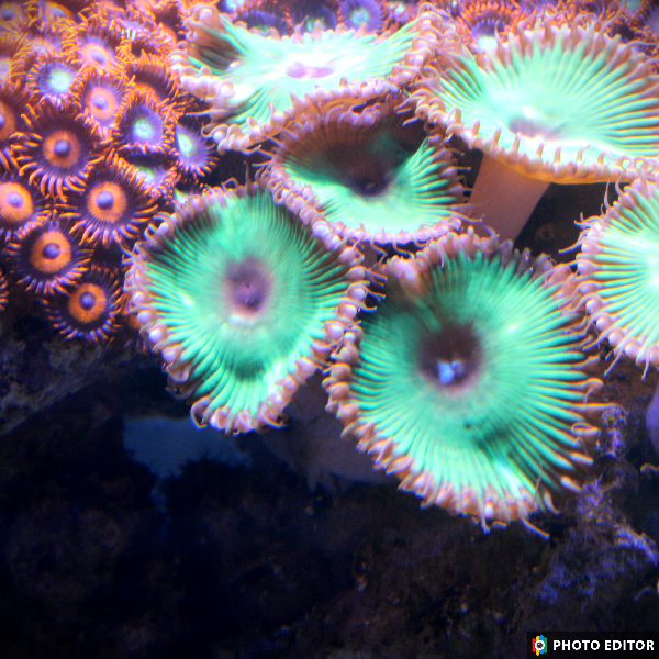 Grandis Paly 2 Quarter Sized Heads