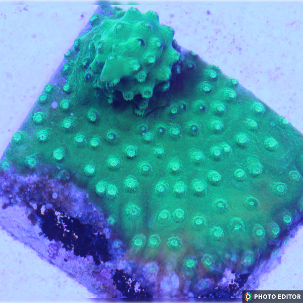 Green Cyphastrea XL