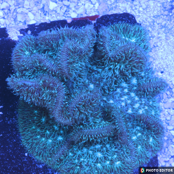 Green Pavona XL