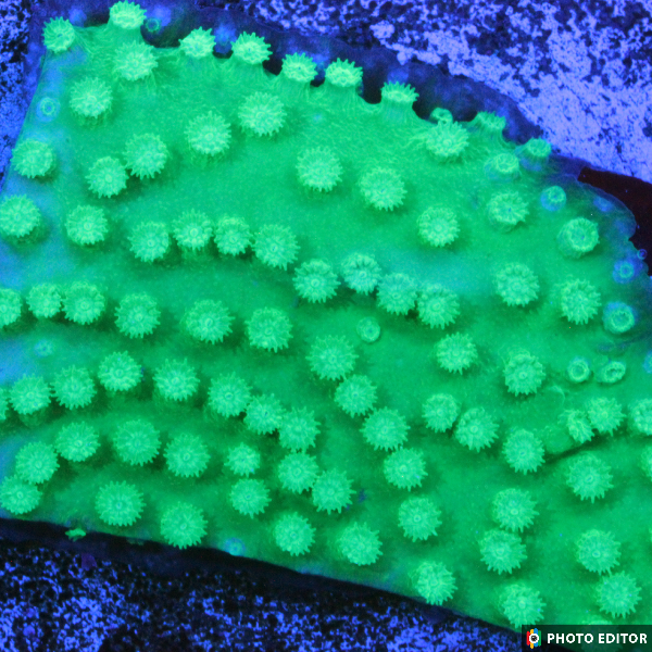 Green Cyphastrea XL