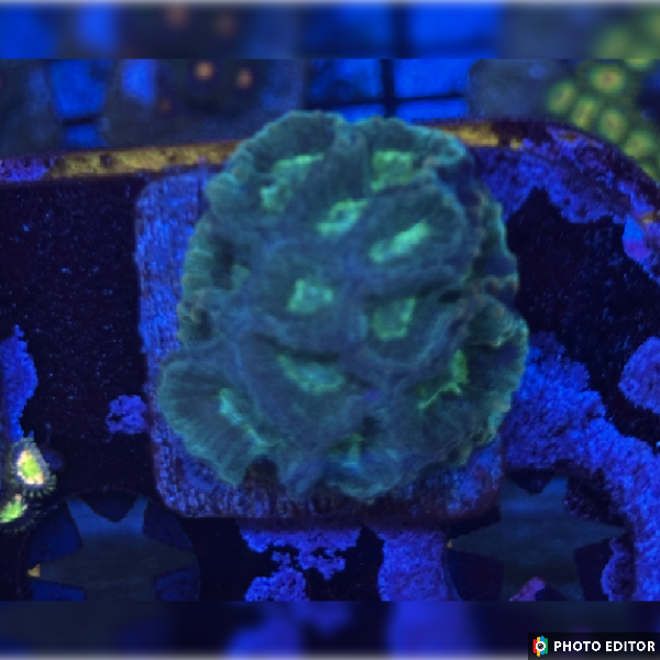 Green Favia Very Easy Coral