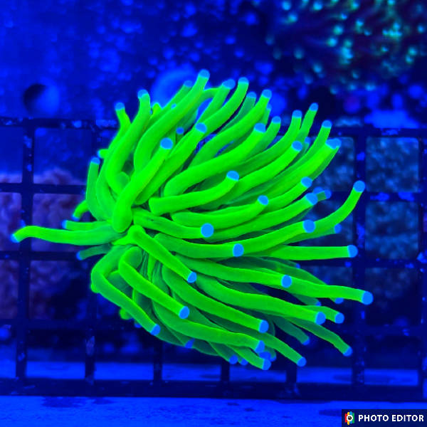 Holy Grail Single Head