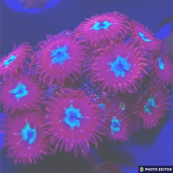 Hot Shots 6 Polyps